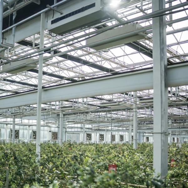 High Light Transmission Glass Greenhouse for Flowers Package Gross Weight 100