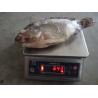 Buy cheap Frozen Tilapia Whole Round Size 500-800 from wholesalers