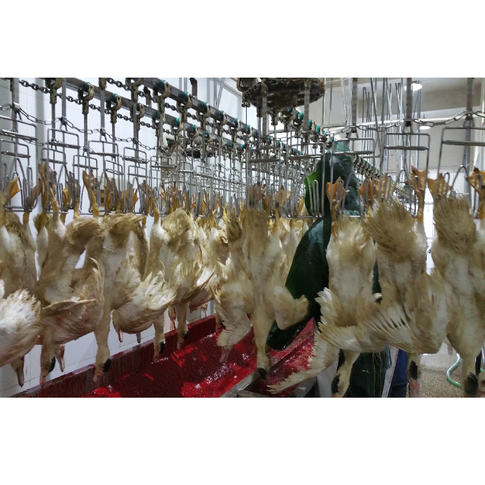 Stainless Steel Slaughter Processing Line 500bph 10000bph Chicken Abattoir Equipment