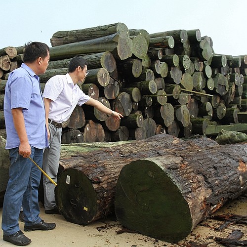 Europe Natural Poplar Wood Veneer Mapa Burl Grain High Quality Thickness 0.5mm For Musical Instrument