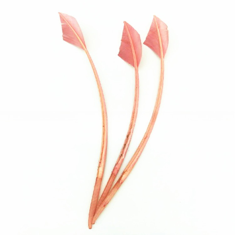 Dyed Pattern Striped Turkey Feather Pen Quill Fast and Secure Shipping