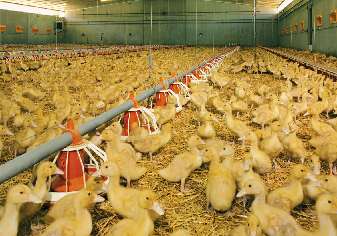 430mm Dia Polypropylene Pan Feeder Poultry Farm Equipment
