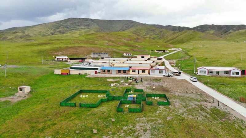 Sheep Automatic Weighing Sub Group Management System Steel Material