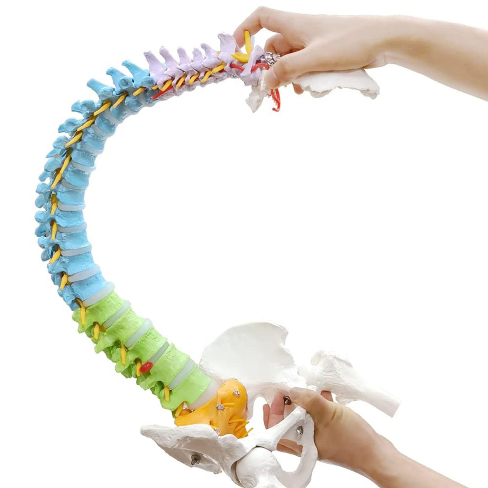 Vertebrae Nerves Arteries Pelvic Bone And Femur Anatomical Skeleton Full Size With Stand
