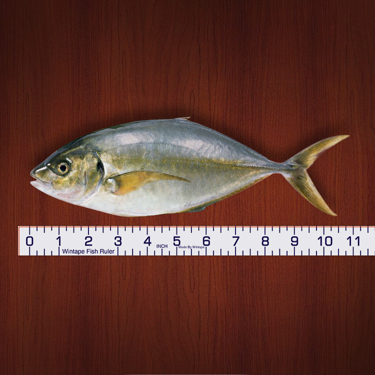 Wintape Inches Waterproof Adhesive Tape With Large Marking For Fish Size Measuring