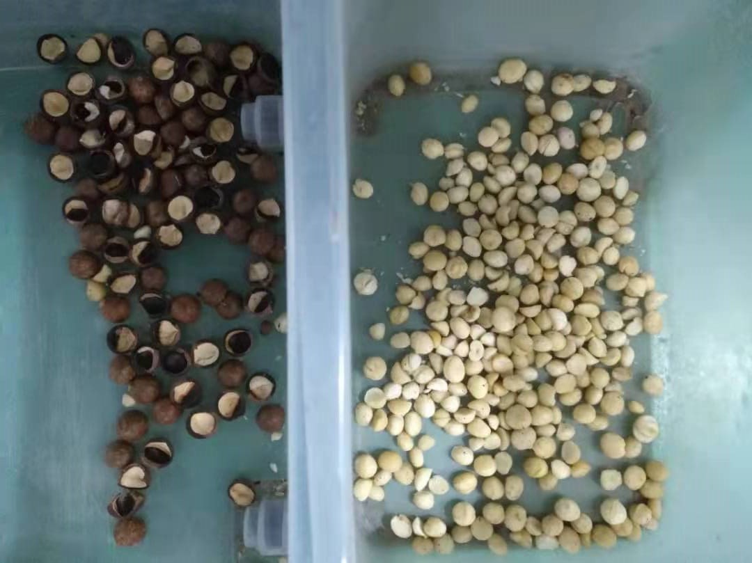 Wenyao Macadamia Color Sorter Nuts Color Selector Machine Cashew Nuts Sorting Machine