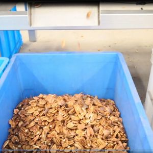380V Mechanical Pecans Silver Sorting And Shelling Machine 360° Rotational