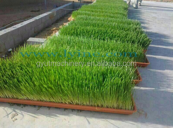 Innovative Hydroponic Feed Growing System for Raising Cattle and Sheep Weight KG 1200