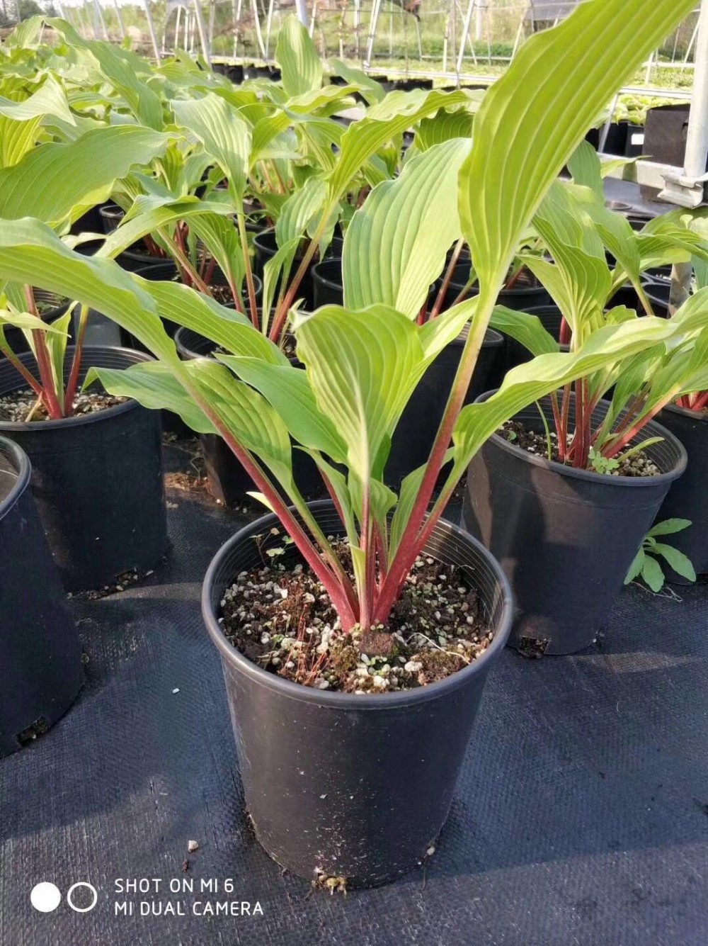 1 2 3 4 5 7 10 15 gallon garden plant black plastic nursery flower pot