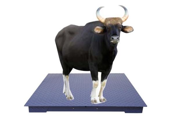 Explosion ( Legal ) Industrial Floor Scale CE 48" X 48" 4' X 4' 2500 Lbs X 0.5