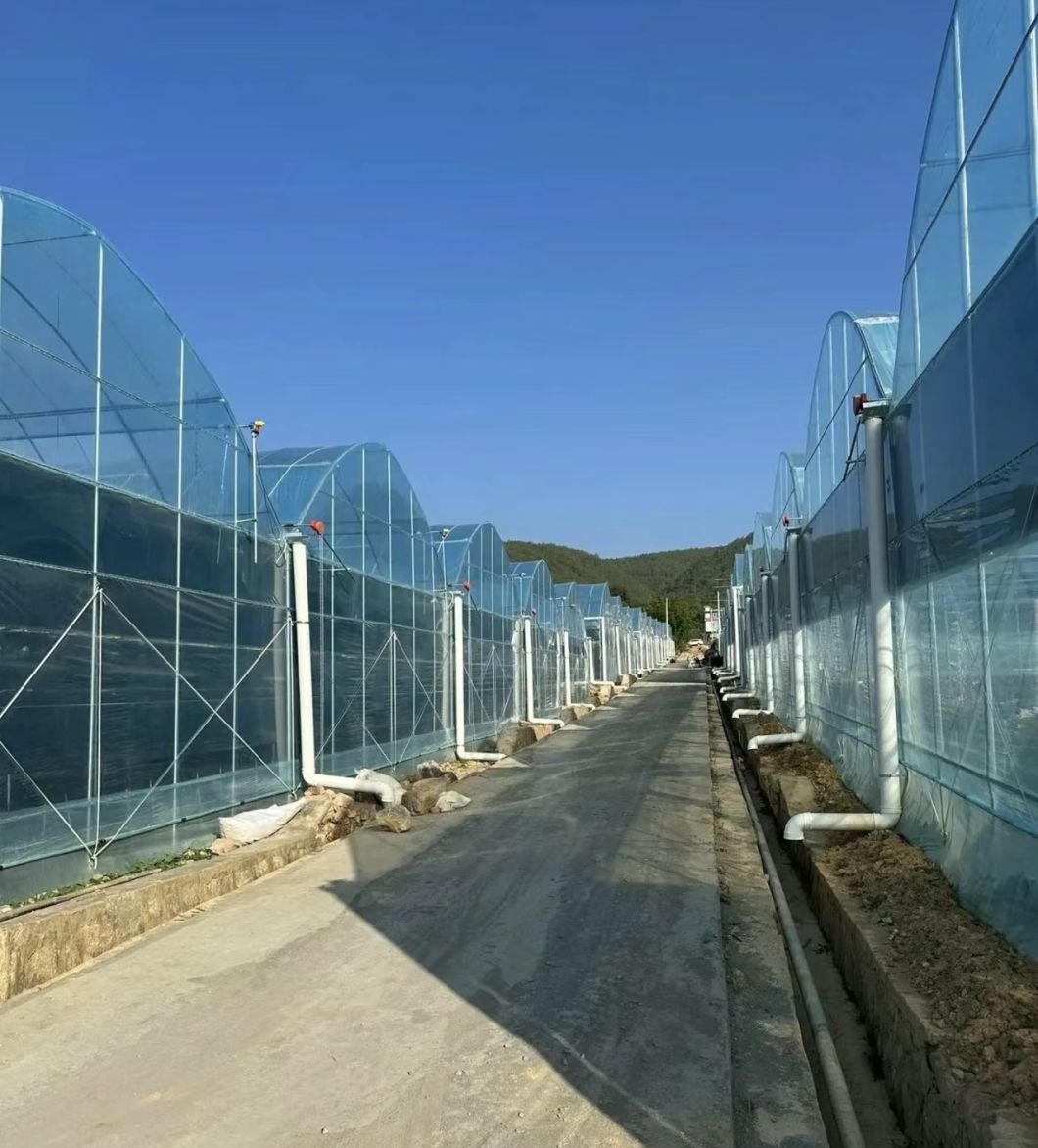 Tomato Cucumber Strawberry Growing System in Greenhouse