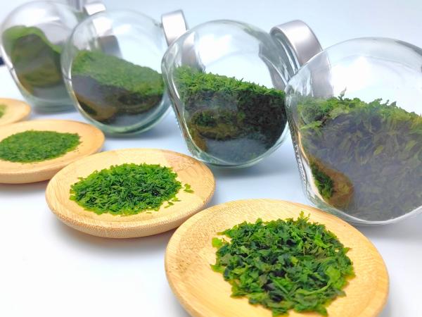 Crispy Aonori Seaweed Ulva Pertusa Powder Flakes Green Laver Seaweed For Salads
