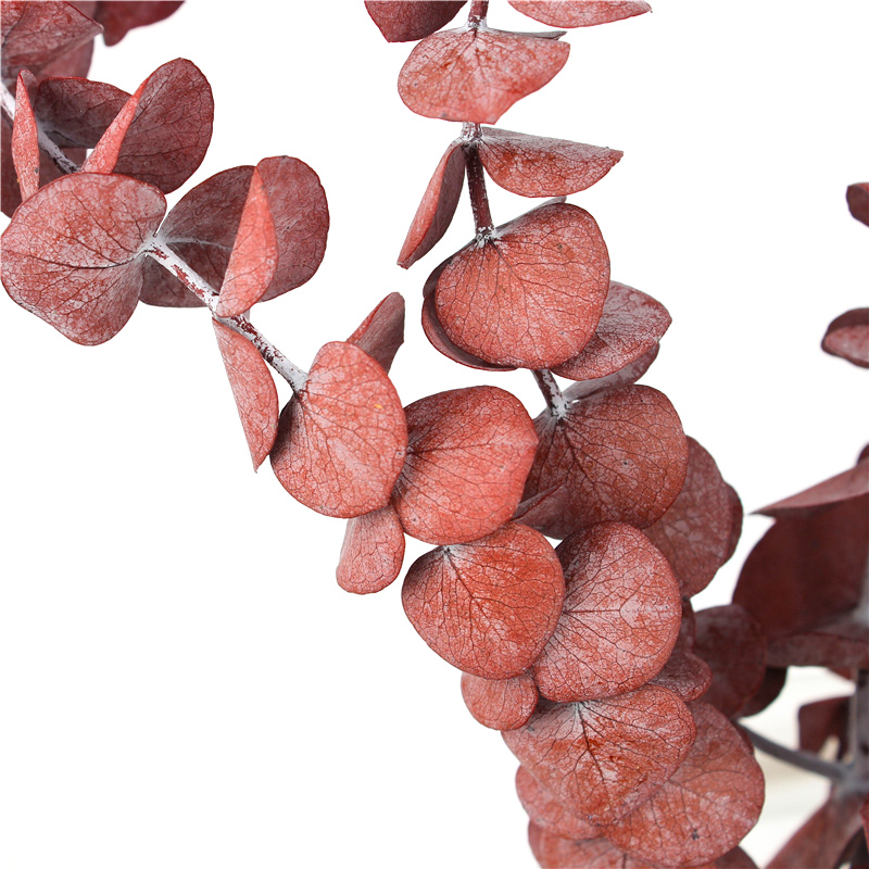 Long Lasting Dried Eucalyptus Leaves , Dried Eucalyptus Decor Eternal Life