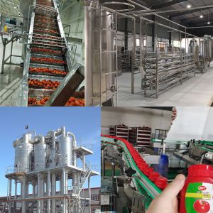 High Temperature Resistance Tomato Processing Line with Customized Capacity and