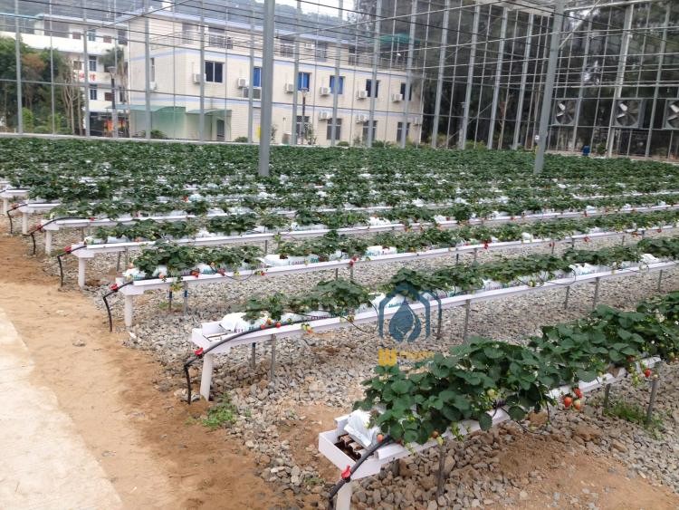 Hydroponic PVC NFT Vertical Substrate Planting Gutter Growing System For Tomato
