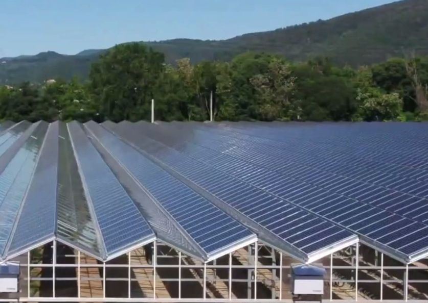 Wall Panel Equipped Single-Arch Solar Greenhouse