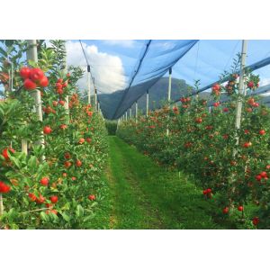 100% Pure HDPE 50 Mesh 125gsm Insect Mesh Netting Agriculture Insect Proof