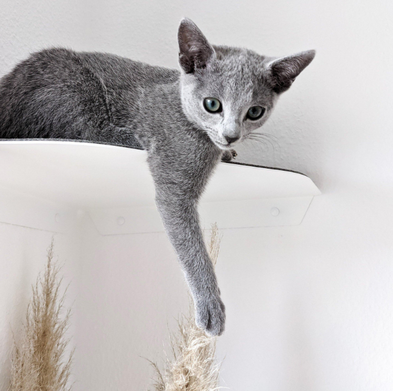 Versatile Steel Cat Wall Shelf Wall Furniture Perch Cat Hammock Bed Metal Cat Climber
