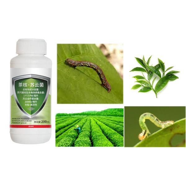 Tea Plant Organically Approved Pesticides Chemical Spray EoNPV Nuclear