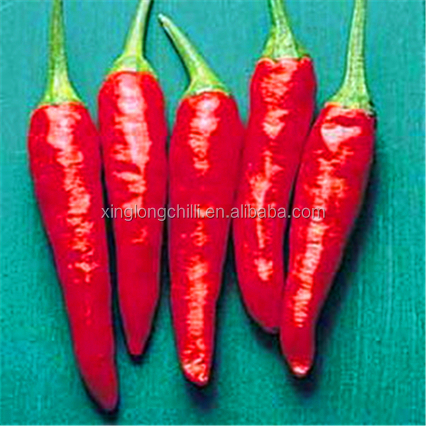Zero Addition Small Red Dried Chillies Premium 10KG Tianjin Peppers