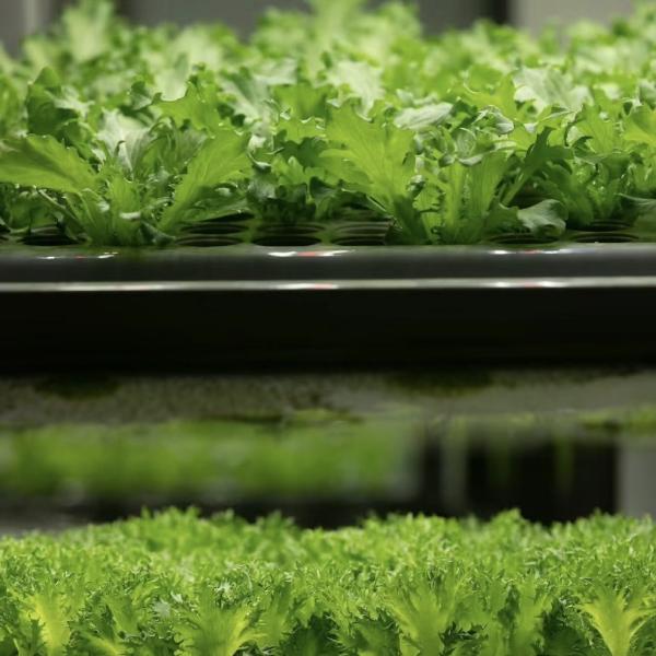 Container Greenhouse Vegetable House for Shipping Cost and Estimated Delivery