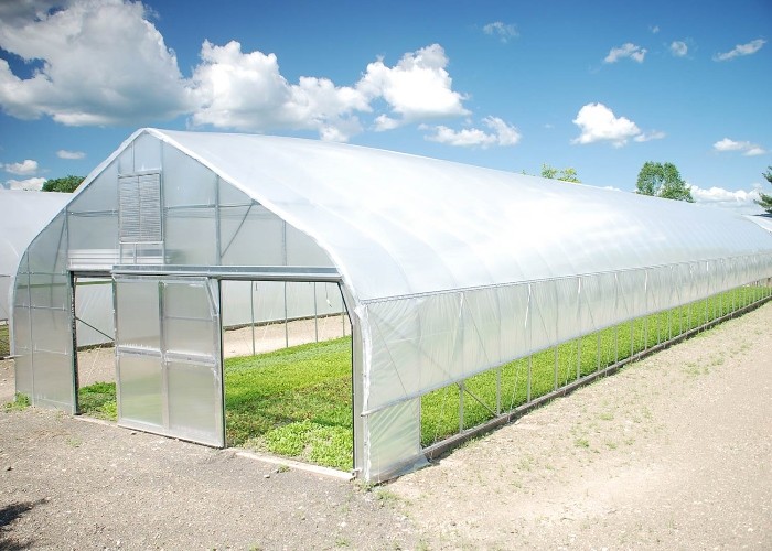 500m2 Garden Gothic Greenhouse Poly Film Stong Wind Resistance For Tomatoes Cucumber Growing