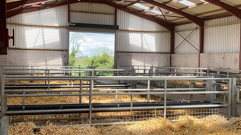 Aluminum Alloy Window Prefab Steel Construction Agricultural Building for Cattle Barn