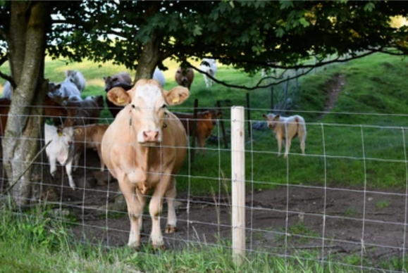 Heavy Duty Electro Galvanized Field Fence Weave Deer Fence High Tensile Cattle Fence For Animal Enclosure