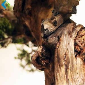 Classic Style Artificial Cypress Trees Large Size For Shopping Mall Decoration