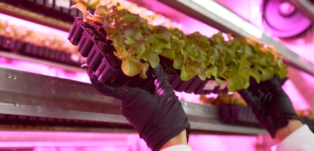 Freezer Shipping Container Farm Hydroponic Green Efficient Growth Plant Container
