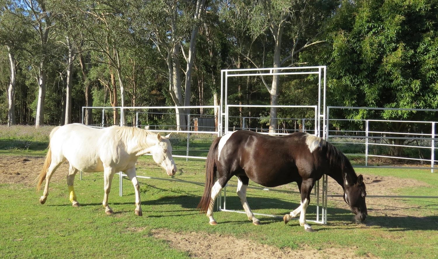 Cattle Horse round Yard Panels 1.5m Gate. Locking Pins. Victoria