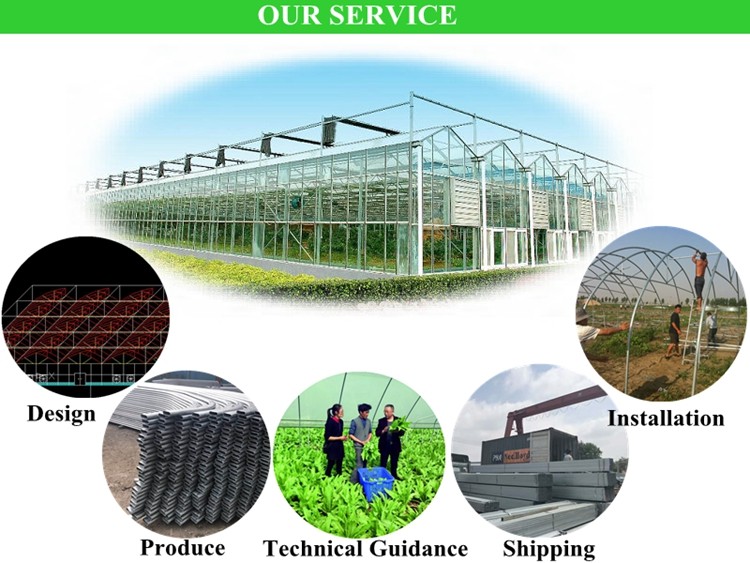 Film Covered Mushroom Cultured Greenhouse for Mushroom Cultivation and Easy Assembly