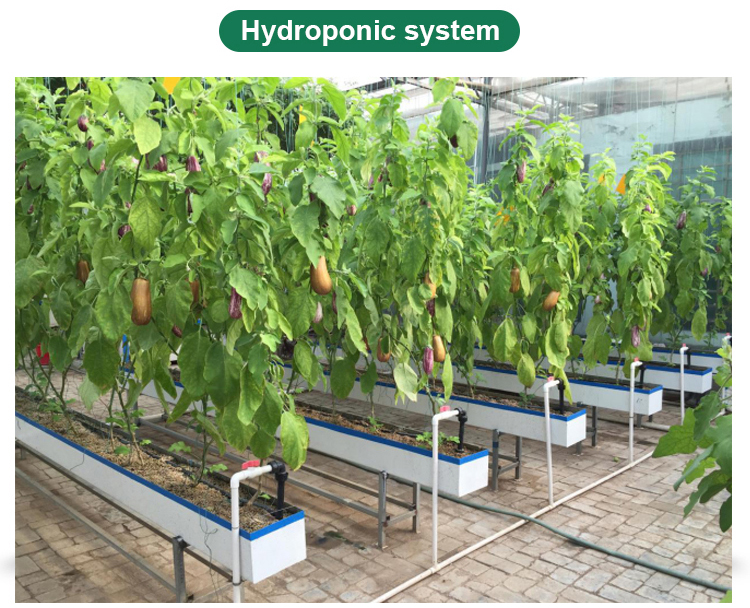 PC Greenhouse for Multi-Span Agricultural Greenhouses Section 8.0m Strong Structure