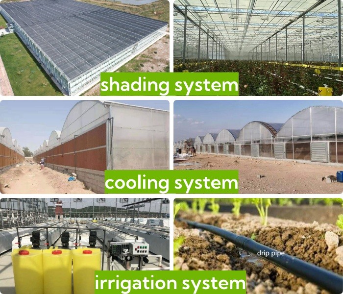 10 X 6 10 X 20 10 X 12 10' X 10 Clear Polycarbonate Greenhouse Wave Sheet Yellow Film Growing Lettuce Leaf Vegetable