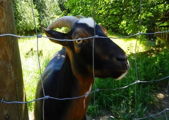 4 Ft 5 Ft Livestock Mesh Fencing SGS Certification