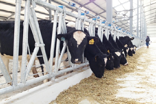 Cow Livestock Equipment Metal Cast Iron and Stainless Steel Welded for Quick Results