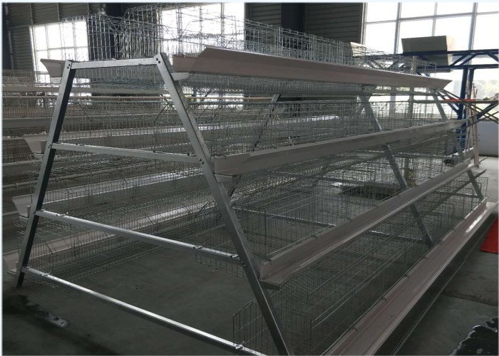 Durable Poultry Keeping Equipment For Large Scale Production Chicken Farming