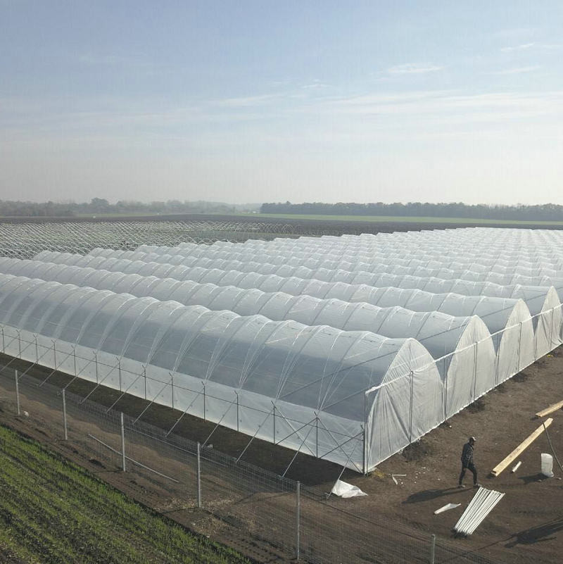 Good Quality Poly Tunnel Green House Low Cost Hot Sale Polytunnel Berry Greenhouse