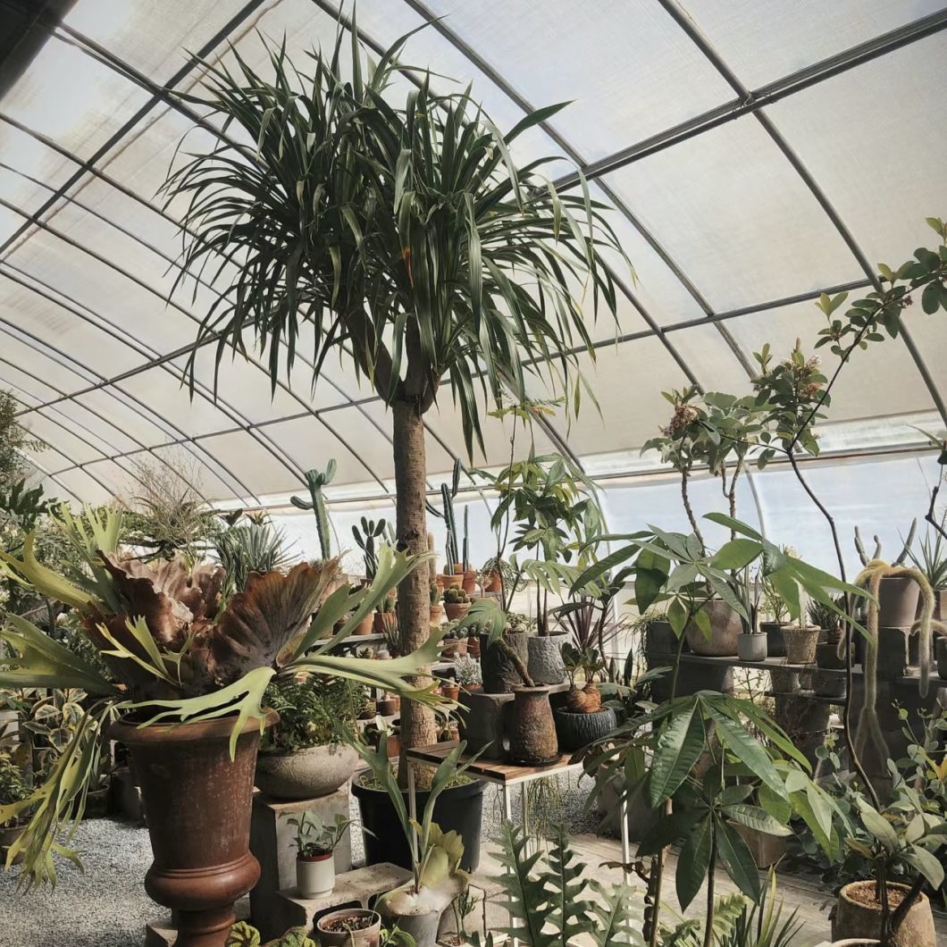 Aquaculture Flower Sunlight Greenhouse System