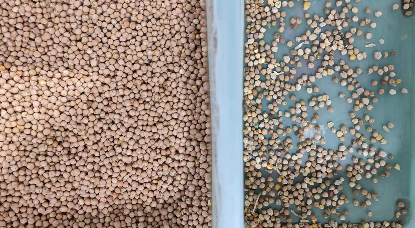 High Accuracy CCD Optical Multifunction Garlic Color Separator Popular In Brazil