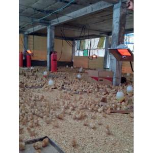 Manual Temperature Adjustable Gas Brooder Heater For Livestock