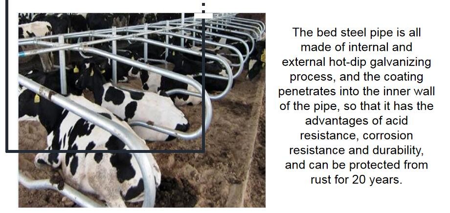 Head to head Type 1.30m/cow Fence Cattle Free Stall Adjustable Size