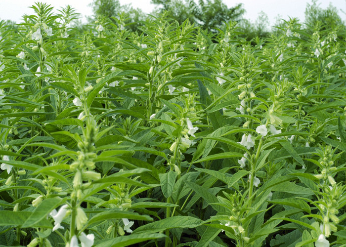 Selected White Sesame Seeds Natural Agricultural Products Seasoning Ingredients