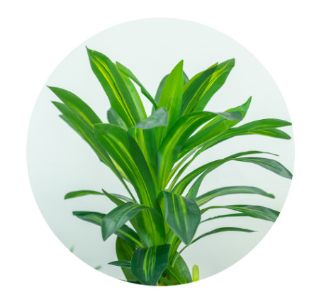 Stunning 170cm Real Touch Dracaena Bonsai Plant For Landscaping