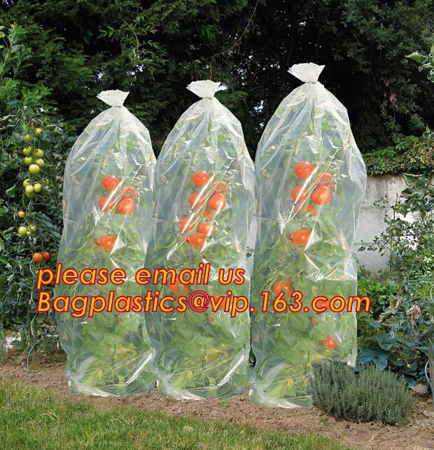 Multi-Span Plastic Film Cover Natural Ventilation Vegetable Greenhouse,Greenhouse Kits Plastic Greenhouse 200 micron gre