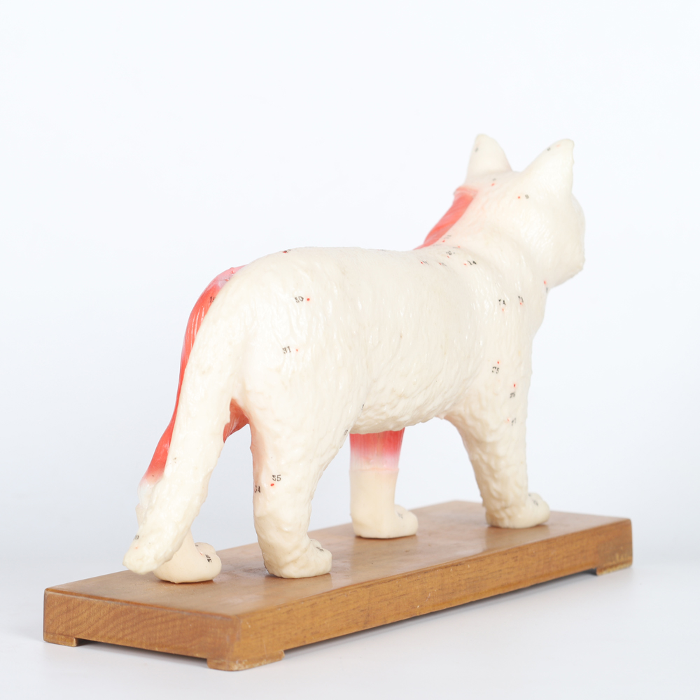 28cm Cat Acupuncture Model Chinese Medical Teaching Acupuncture Body Model PVC