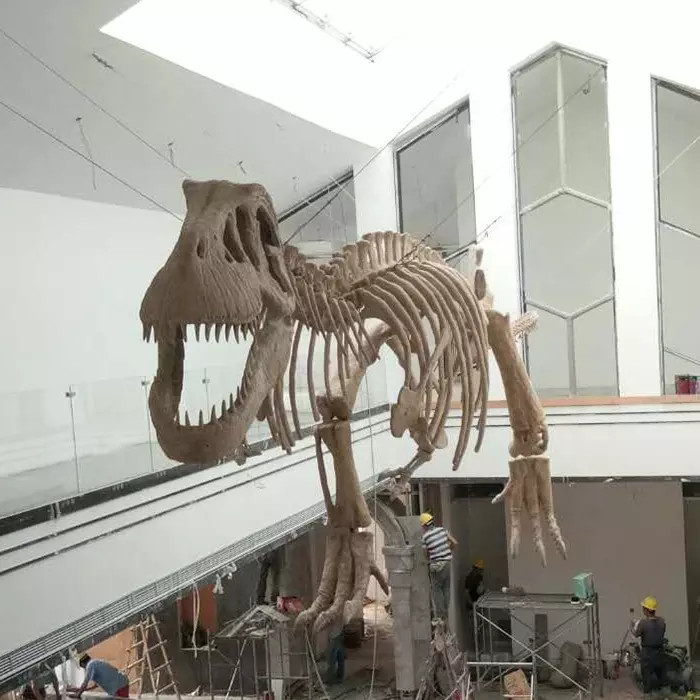 Indoor Dinosaur Skeleton Replica Youth Age 12 Months Warranty