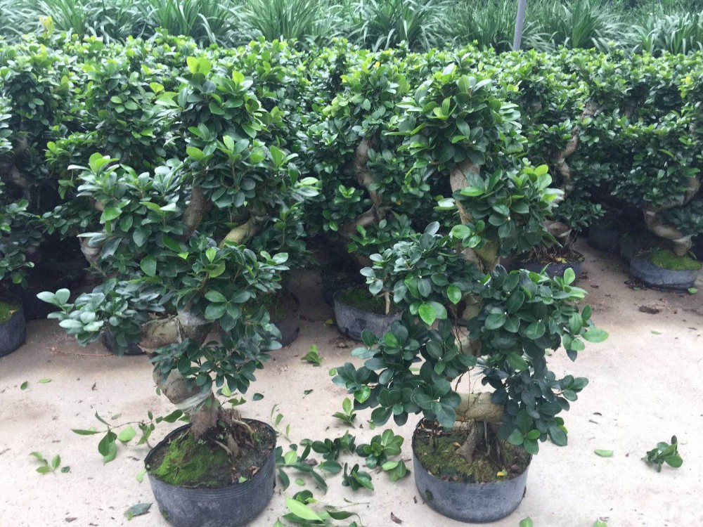 Nontoxic HDPE 6 Inch Plastic Growers Pots 5 Gallon In Plant Engineering