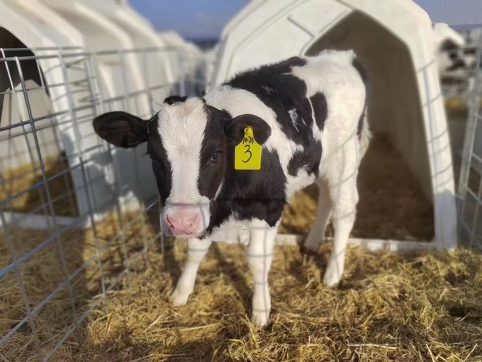 Cattle Farm Calf House Outdoor Calf Pens Anti UV Alkali Resistance