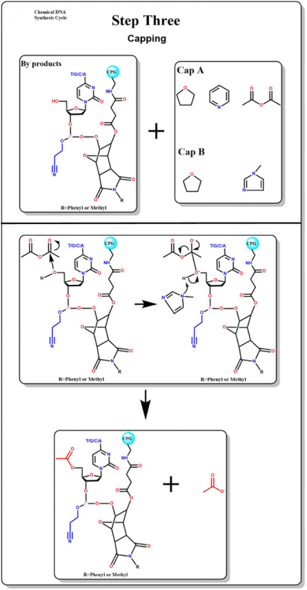 Universal Oligo Synthesizer OEM DNA And RNA Synthesizer Primers Up To 5umol ISO
